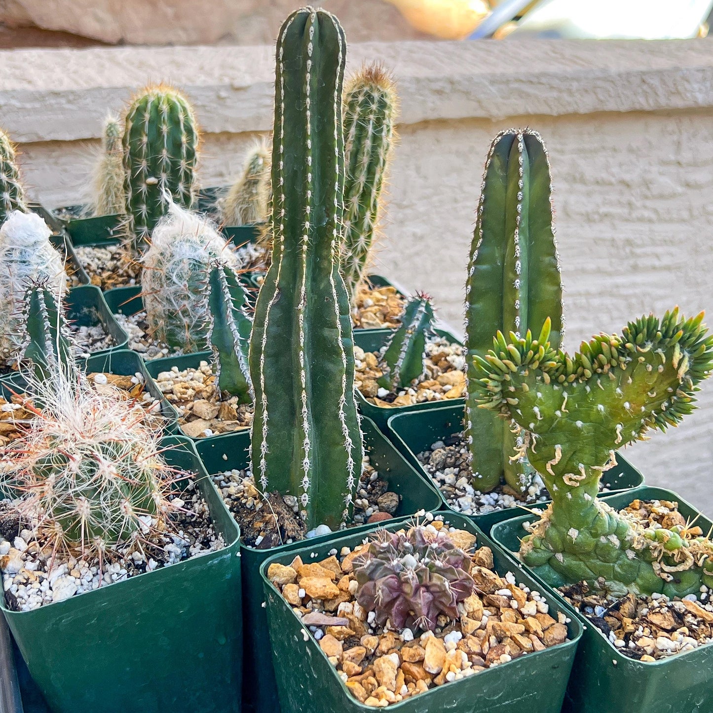 Rare Cactus Collections (C5/1~9) | Plant names listed in descriptions | 3.5" Pot