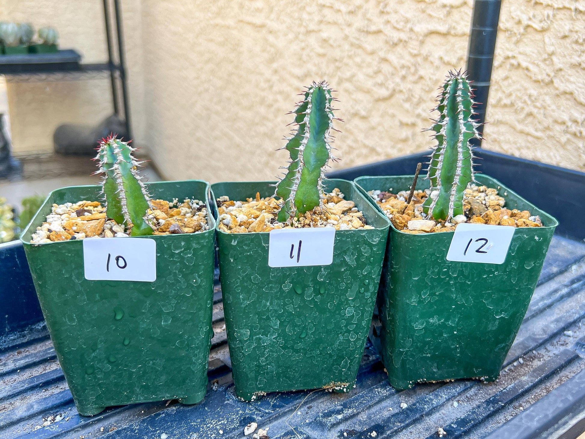 Rare Cactus Collections (C1/10~15) | Plant names listed in descriptions | 3.5" Pot