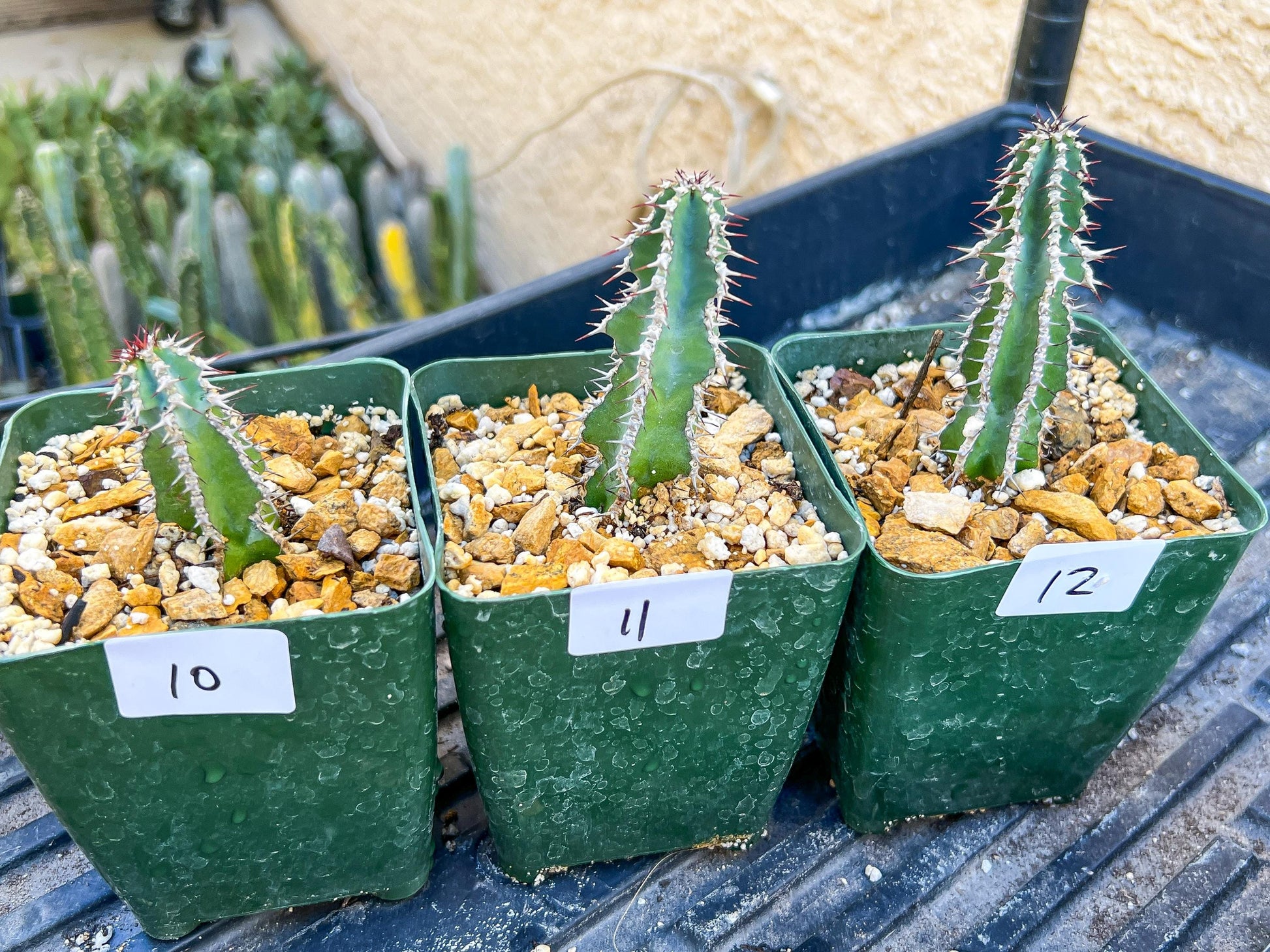 Rare Cactus Collections (C1/10~15) | Plant names listed in descriptions | 3.5" Pot