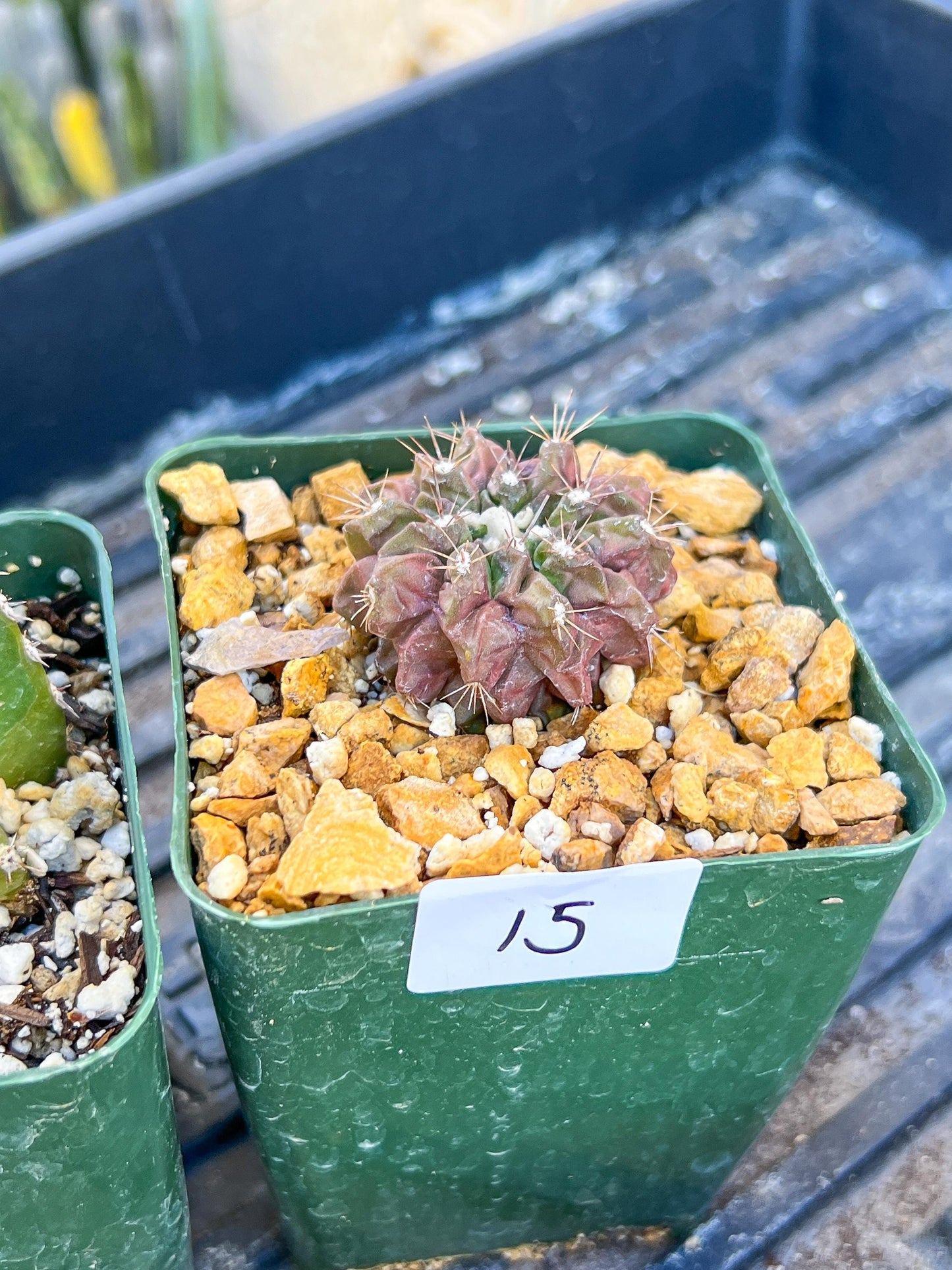 Rare Cactus Collections (C1/10~15) | Plant names listed in descriptions | 3.5" Pot