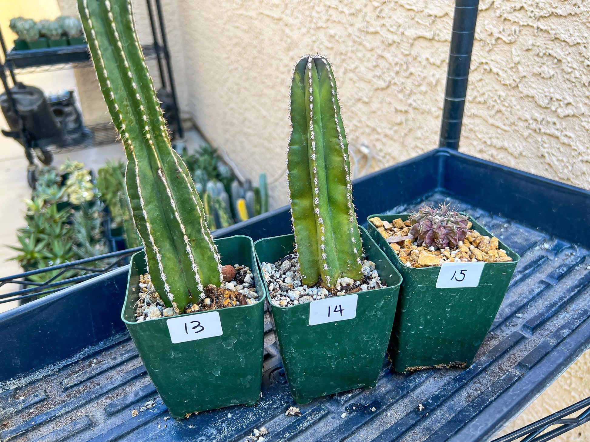 Rare Cactus Collections (C1/10~15) | Plant names listed in descriptions | 3.5" Pot