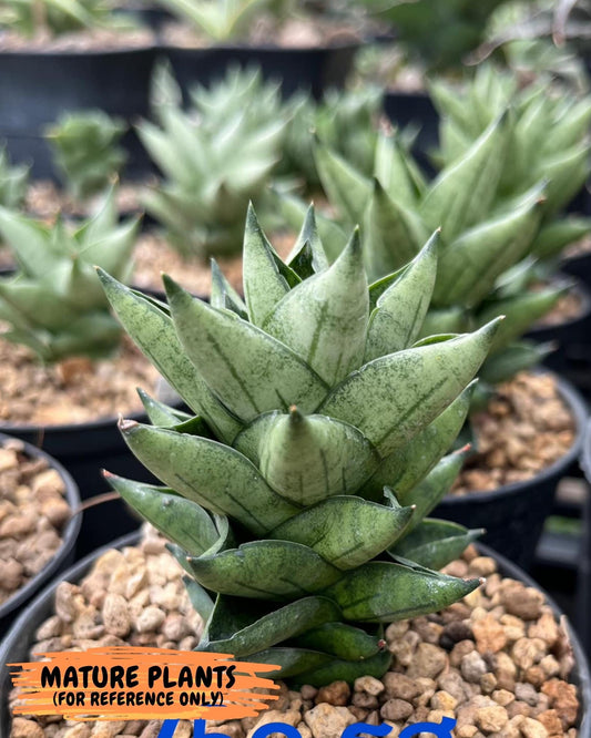 Sansevieria Durian (#AC) | Imported Snake Plants | 2" Pot