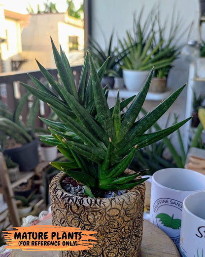 Sansevieria Godzilla (ca5) (10) | Rare Import