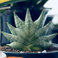 Sansevieria Goku (#A) | Rare Imported Snake plant | 2" planter