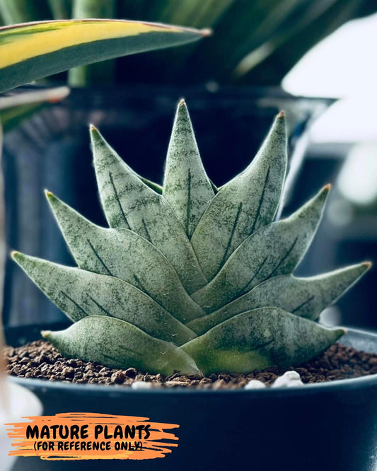 Sansevieria Goku (#AC18) | Rare Imported Snake plant | 2" planter