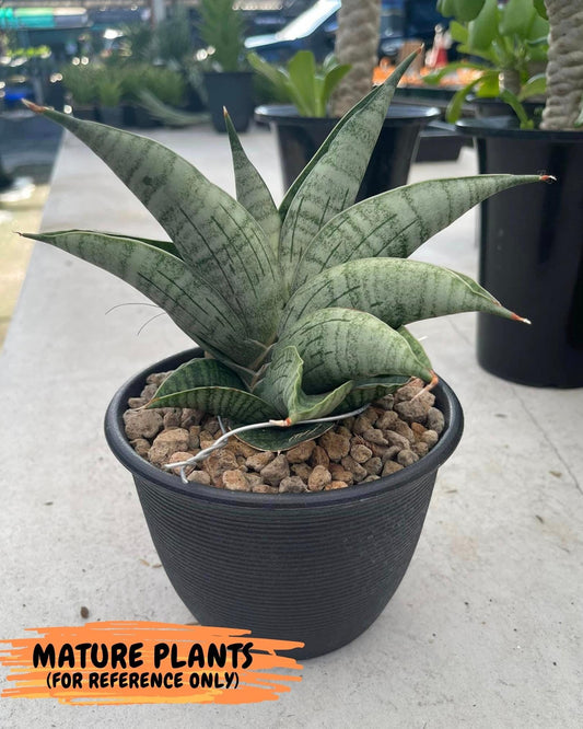 Sansevieria Lion Heart (#AC20) | Rare Imported House Plants | 2" Planter