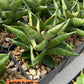 Sansevieria Olympus (#AC16) | Imported Snake plant | 2" Pots