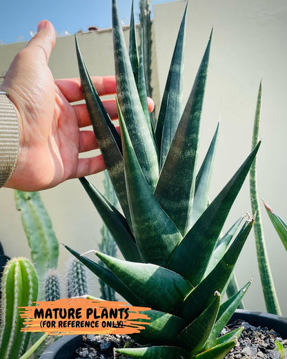 Sansevieria Blorong (#H4) | Rare Imported House Plants | Rare Snake Plant