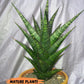 Sansevieria Blorong (#H6) | Rare Imported House Plants | Rare Snake Plant