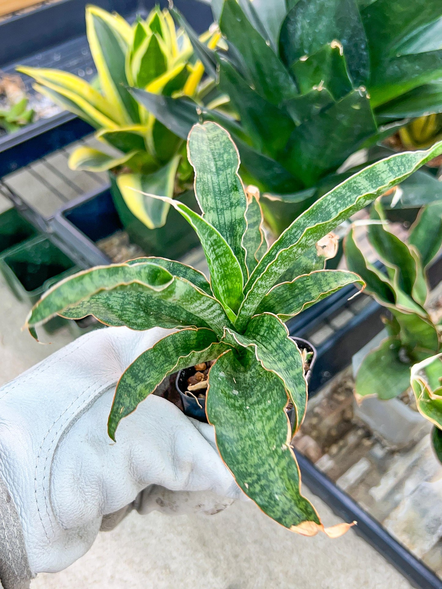 Sansevieria Nalika (#H14) | Rare Imported | 2" Planter