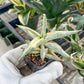 Sansevieria BLUE Cone White Variegated | Snake Plant | Rare Imported Plants