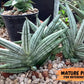 Sansevieria African Zybra (#AC9) | Rare Imported House Plants | In 2Inch Planter