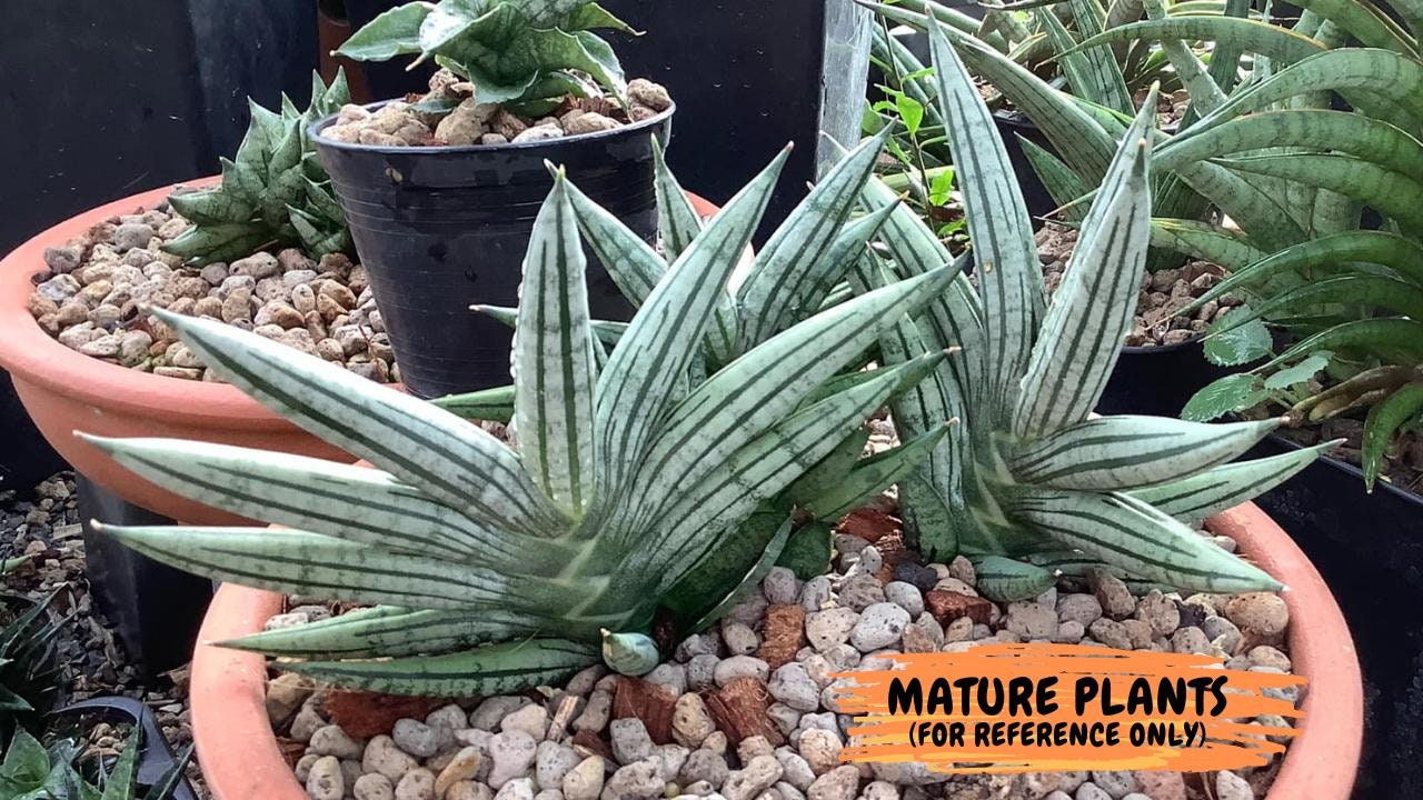 Sansevieria African Zybra (#AC9) | Rare Imported House Plants | In 2Inch Planter