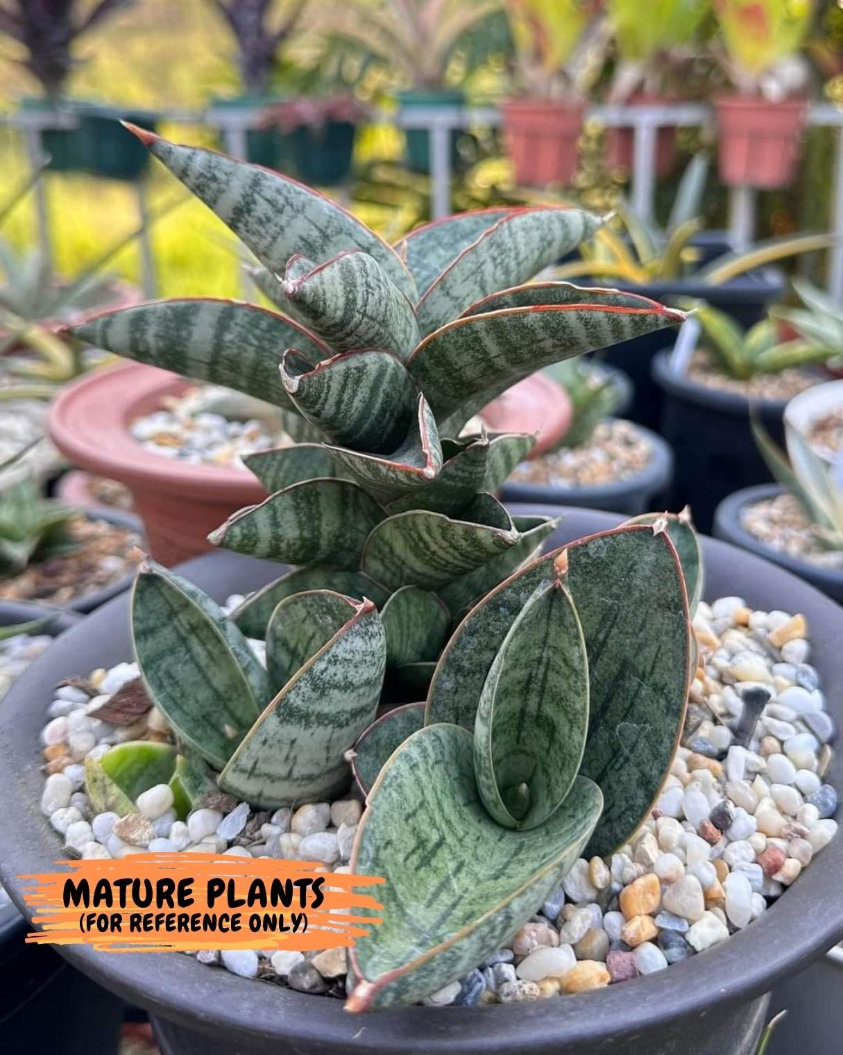 Sansevieria Nagato (#RA34) | Imported House Plants | Snake plant | 2" Planter