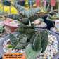 Sansevieria Nagato (#RA9) | Imported Snake Plant