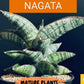 Sansevieria Nagato (#RA34) | Imported House Plants | Snake plant | 2" Planter