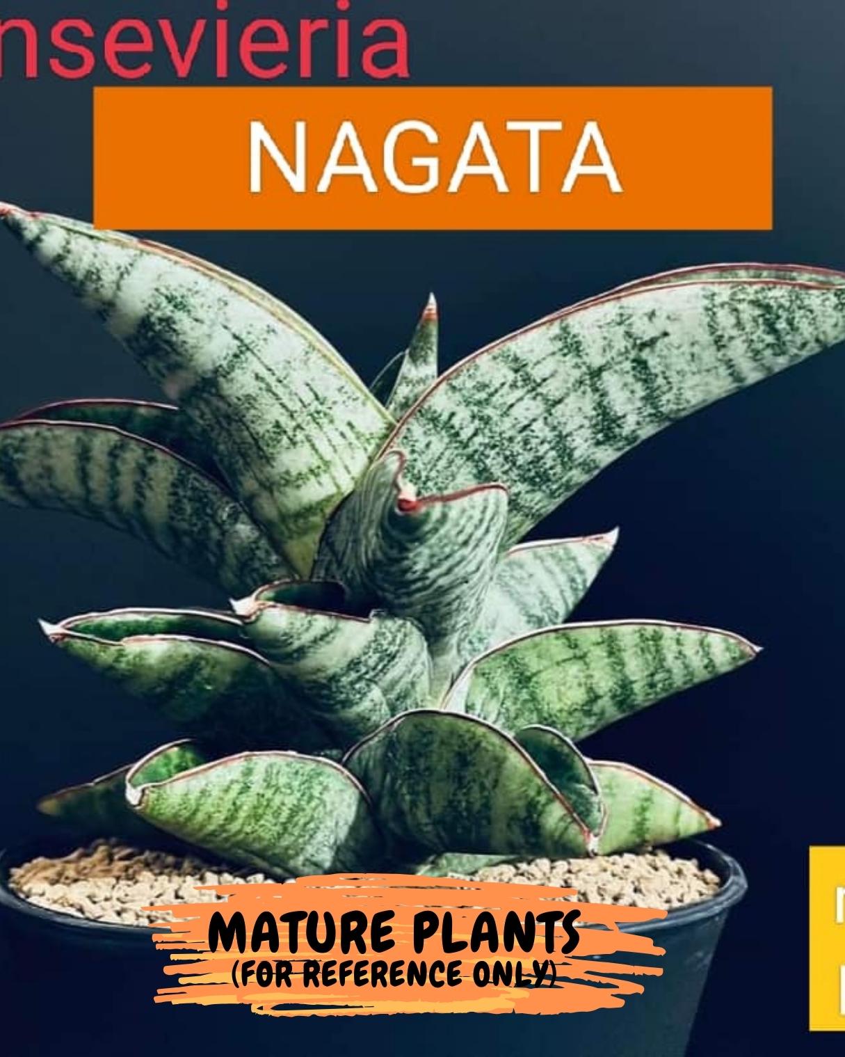 Sansevieria Nagato (#RA34) | Imported House Plants | Snake plant | 2" Planter