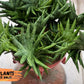 Sansevieria Moose | Imported House Plants | Indoor Snake plant | 2" Planter