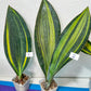 Sansevieria Masoniana Variegated | Imported Plants | Choose Your Own