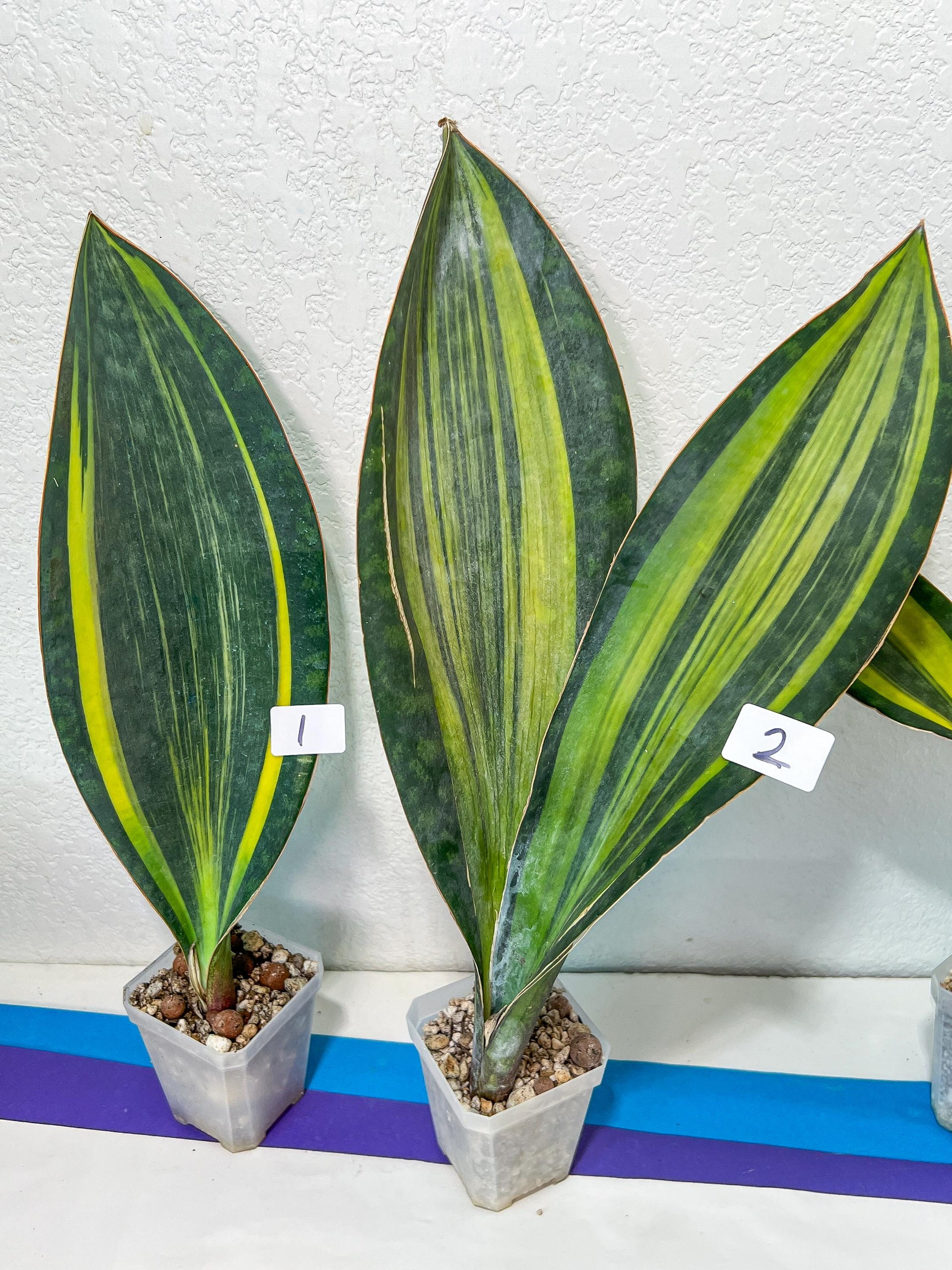 Sansevieria Masoniana Variegated | Imported Plants | Choose Your Own