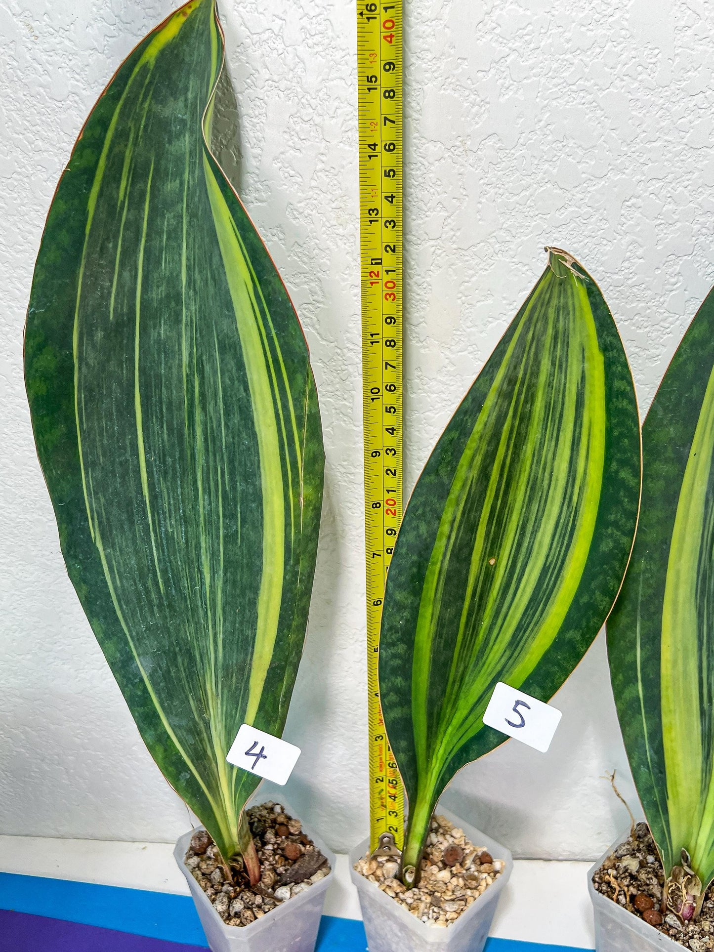 Sansevieria Masoniana Variegated | Imported Plants | Choose Your Own