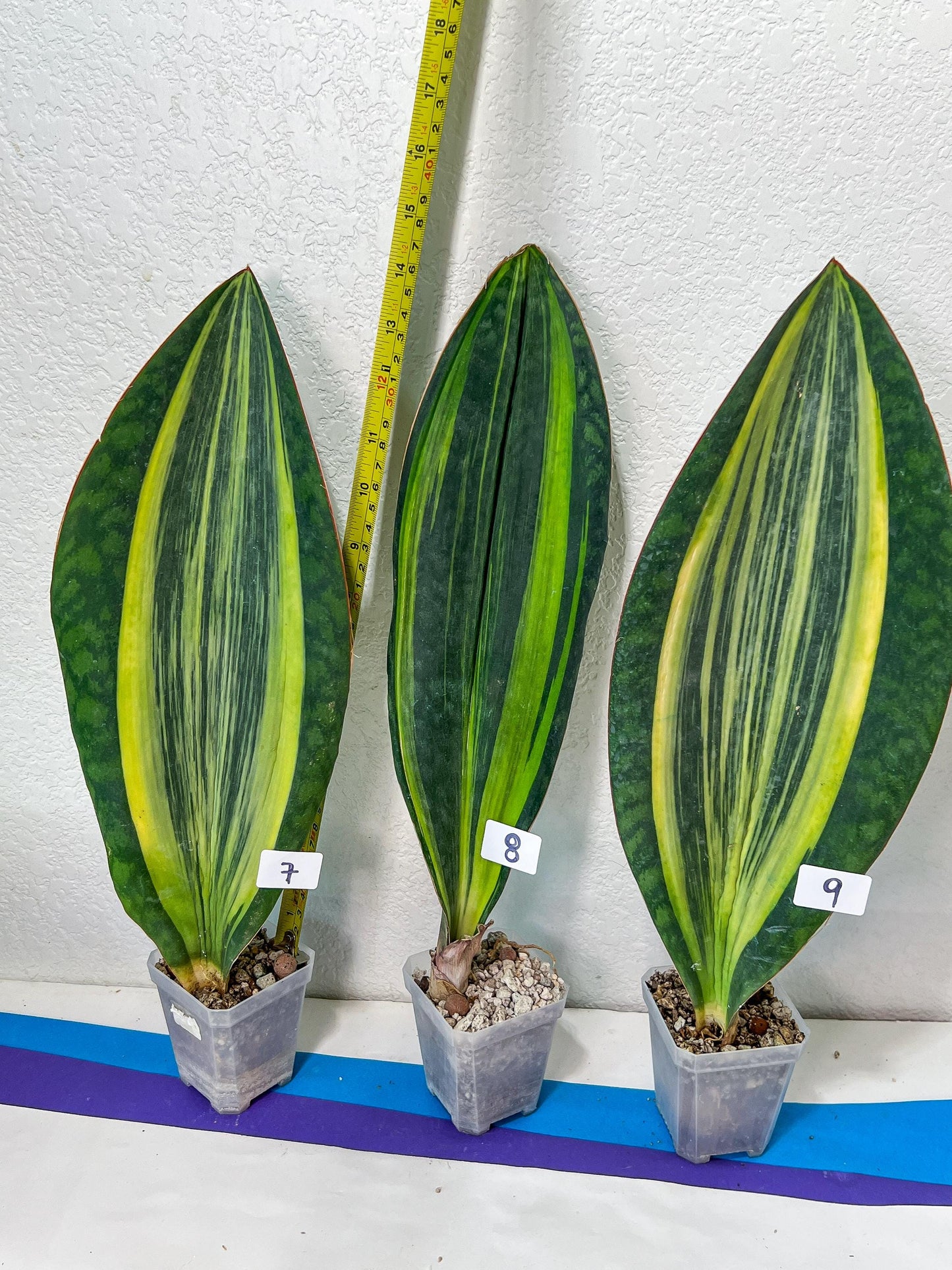 Sansevieria Masoniana Variegated | Imported Plants | Choose Your Own