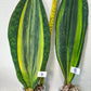 Sansevieria Masoniana Variegated | Imported Plants | Choose Your Own