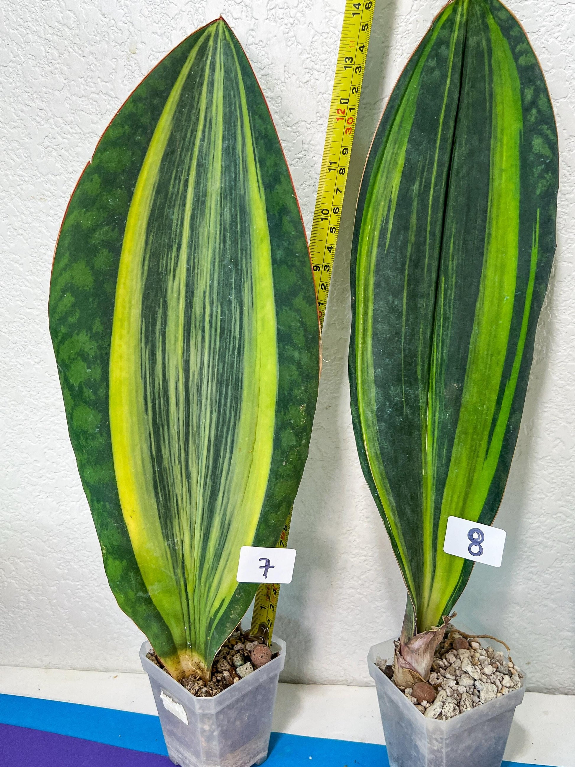 Sansevieria Masoniana Variegated | Imported Plants | Choose Your Own