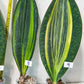 Sansevieria Masoniana Variegated | Imported Plants | Choose Your Own