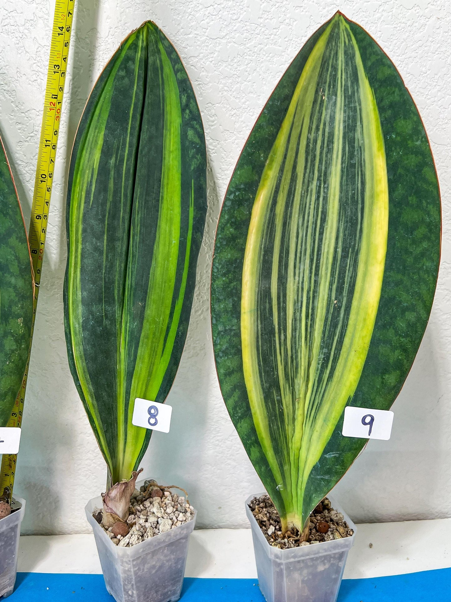 Sansevieria Masoniana Variegated | Imported Plants | Choose Your Own