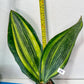 Sansevieria Masoniana Variegated XXL | Choose Your Own | Imported Snake Plant