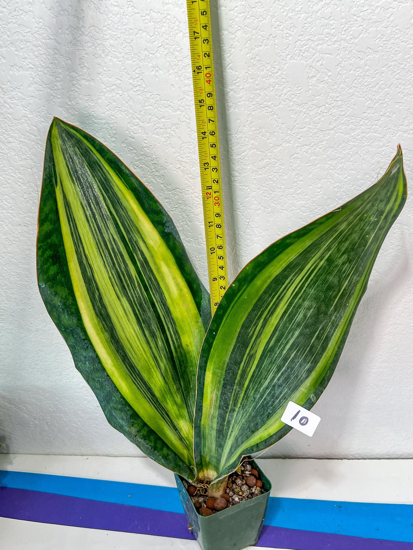 Sansevieria Masoniana Variegated XXL | Choose Your Own | Imported Snake Plant