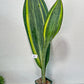 Sansevieria Masoniana Variegated XXL | Choose Your Own | Imported Snake Plant