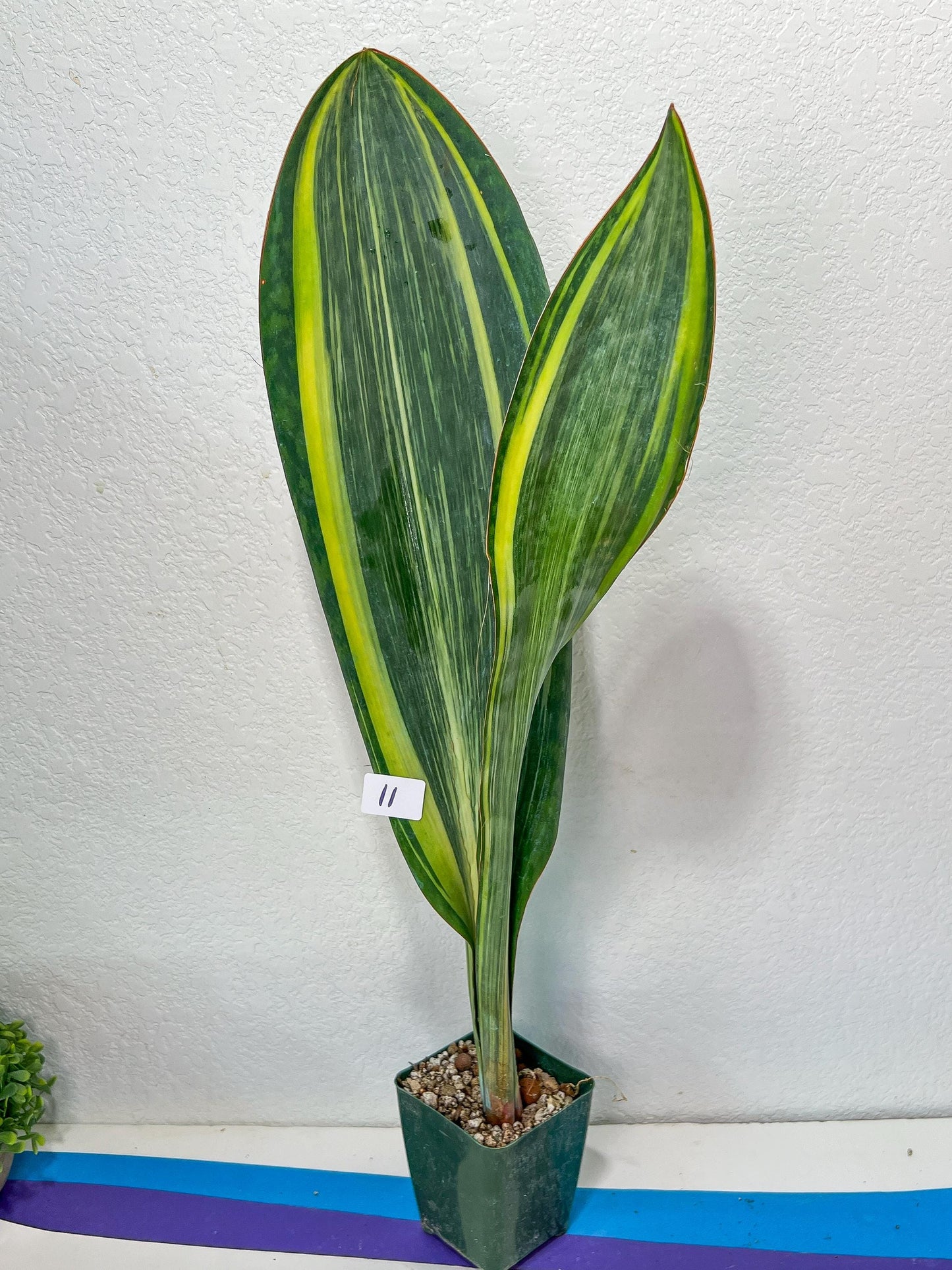 Sansevieria Masoniana Variegated XXL | Choose Your Own | Imported Snake Plant