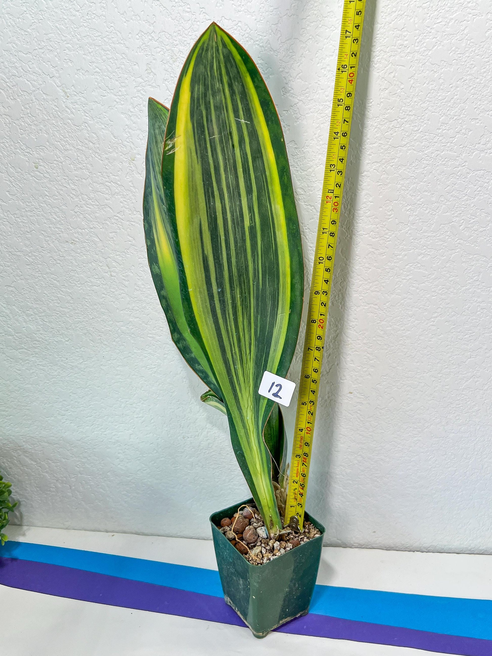 Sansevieria Masoniana Variegated XXL | Choose Your Own | Imported Snake Plant