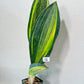 Sansevieria Masoniana Variegated XXL | Choose Your Own | Imported Snake Plant