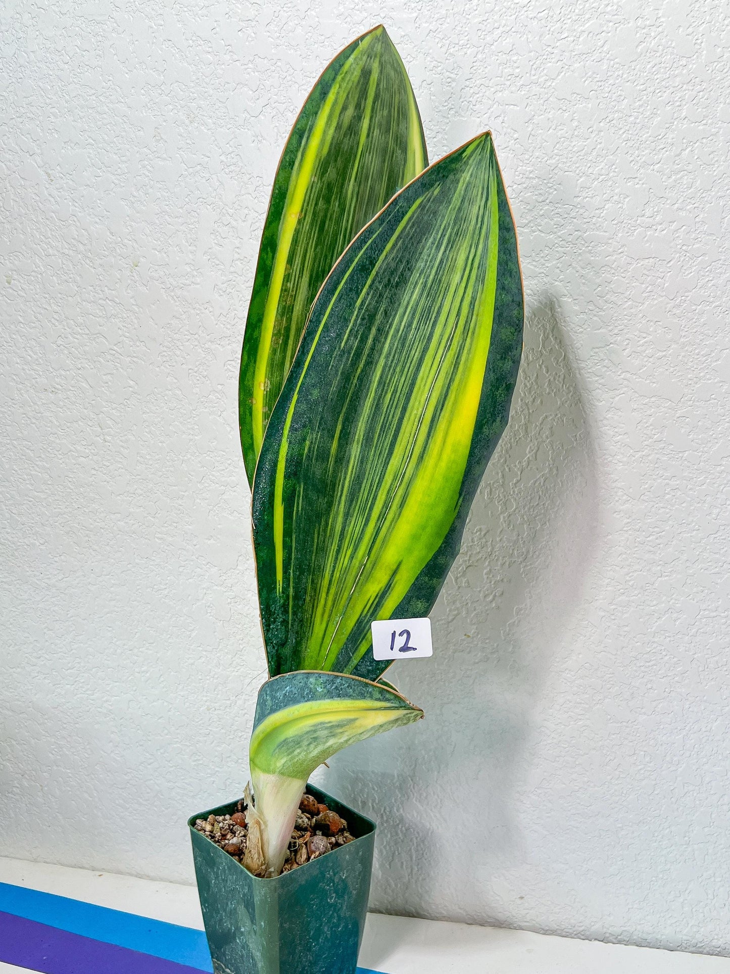 Sansevieria Masoniana Variegated XXL | Choose Your Own | Imported Snake Plant