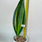 Sansevieria Masoniana Variegated XXL | Choose Your Own | Imported Snake Plant