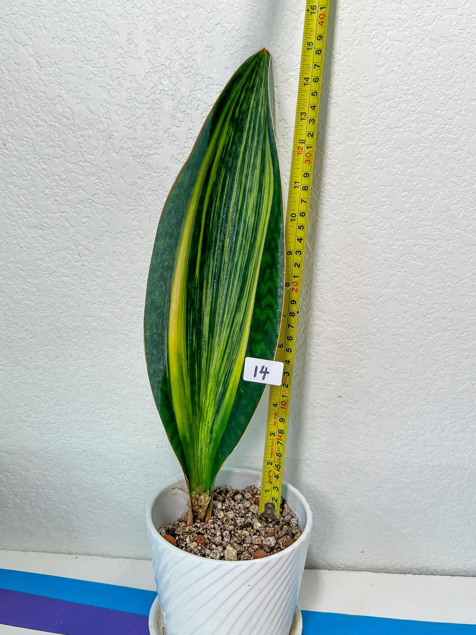 Sansevieria Masoniana Variegated XXL | Choose Your Own | Imported Snake Plant