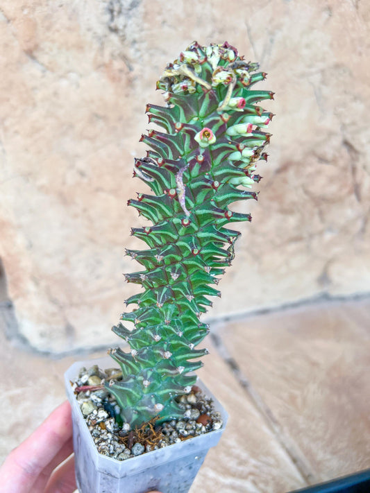 Monadenium Guentheri | Cactaceae | Succulent Cactus