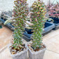 Monadenium Guentheri | Cactaceae | Succulent Cactus