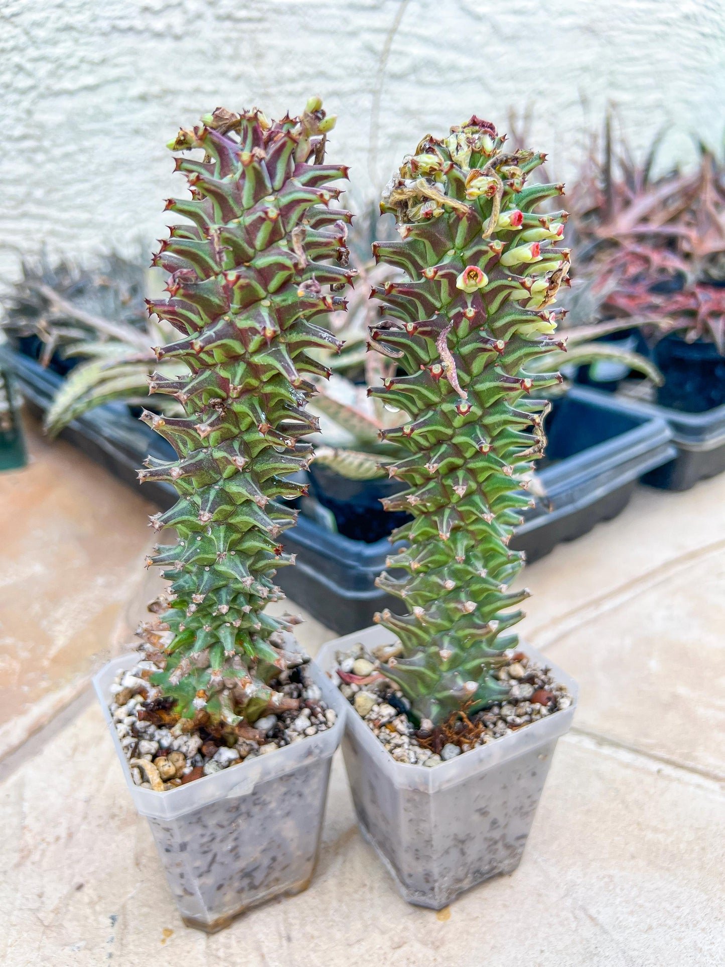 Monadenium Guentheri | Cactaceae | Succulent Cactus