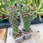 Monadenium Guentheri | Cactaceae | Succulent Cactus