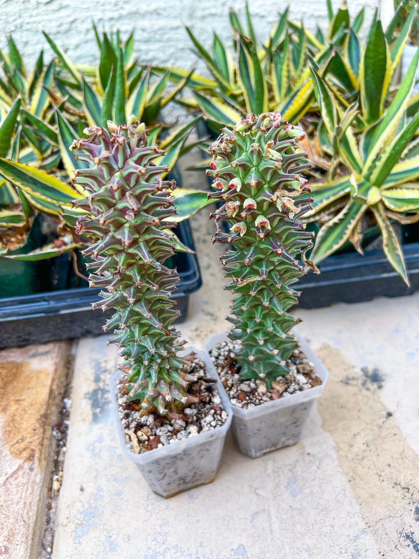 Monadenium Guentheri | Cactaceae | Succulent Cactus