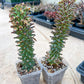 Monadenium Guentheri | Cactaceae | Succulent Cactus