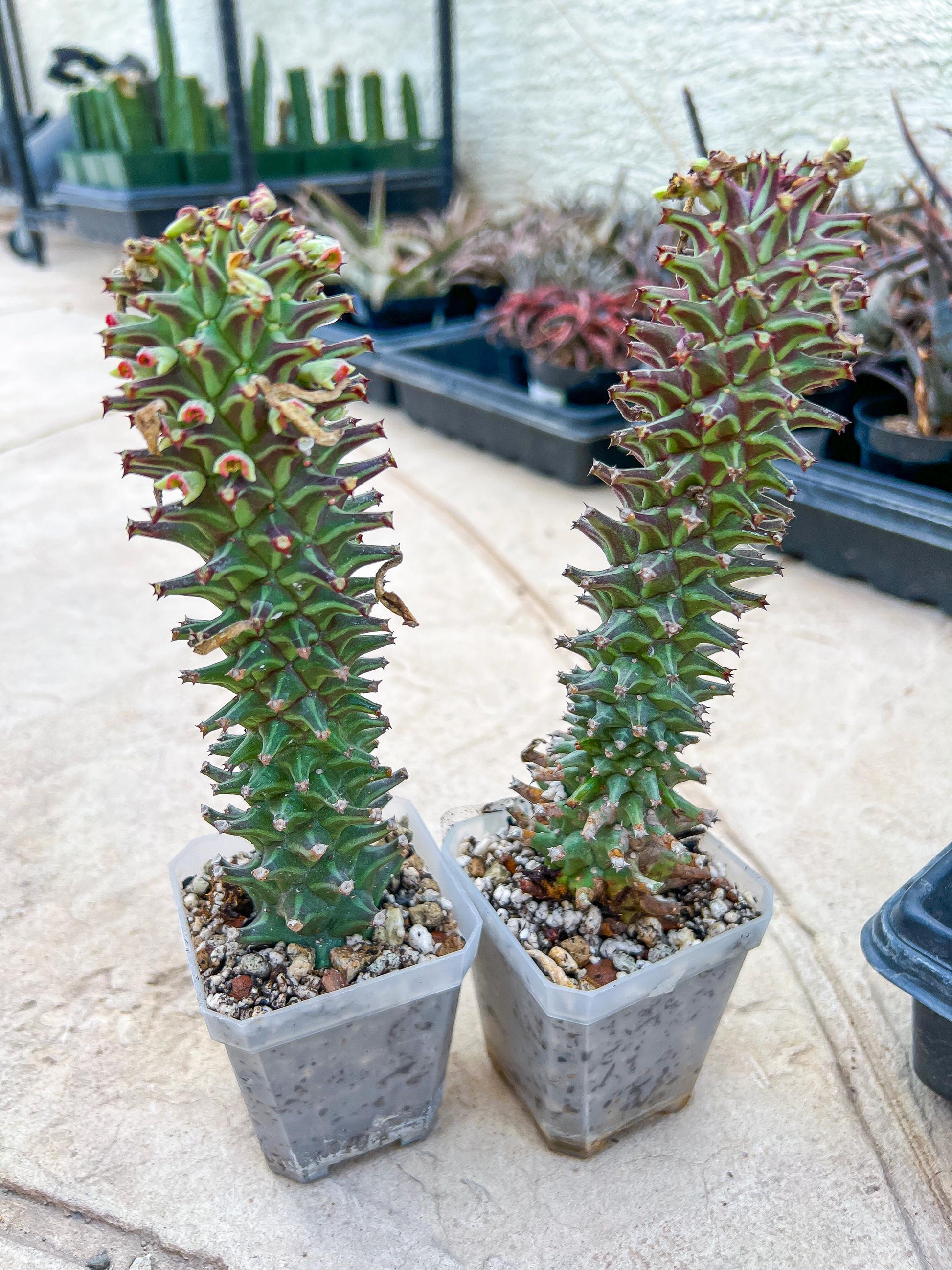 Monadenium Guentheri | Cactaceae | Succulent Cactus