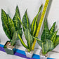 Sansevieria Futra Americano Gold | Very Rare Imported | Great For Indoor