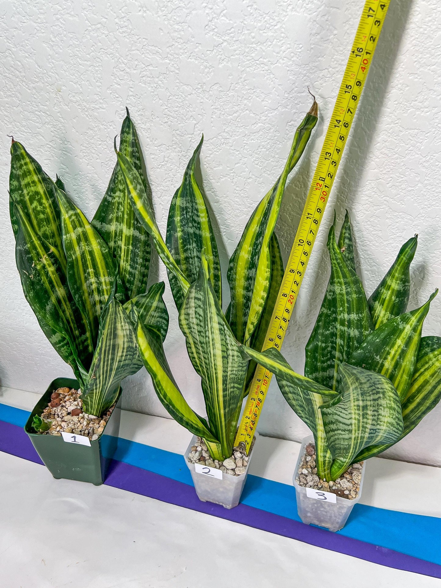 Sansevieria Futra Americano Gold | Very Rare Imported | Great For Indoor