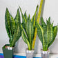 Sansevieria Futra Americano Gold | Very Rare Imported | Great For Indoor