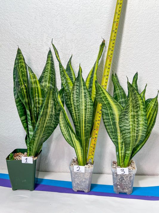 Sansevieria Futra Americano Gold | Very Rare Imported | Great For Indoor